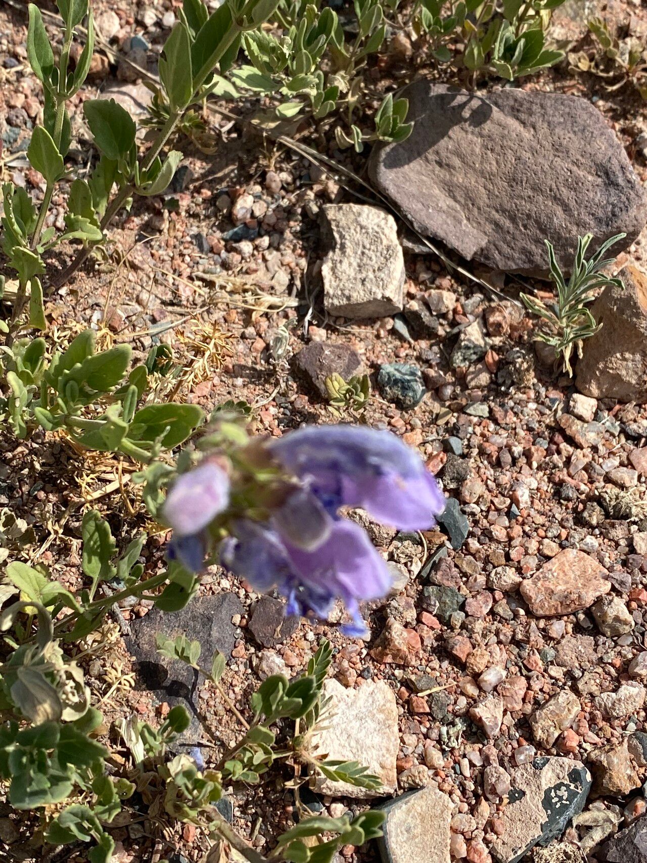 Penstemon hallii flower