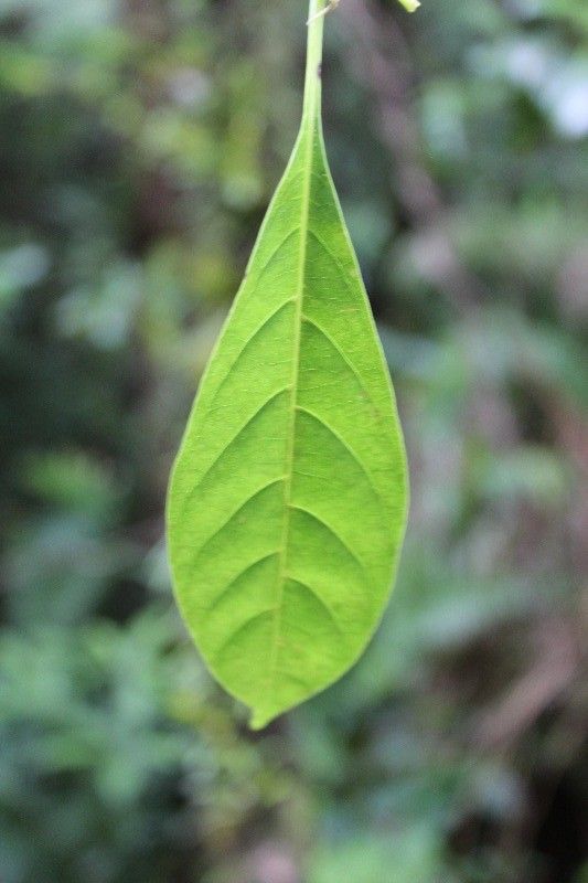 Tabernaemontana mauritiana leaf