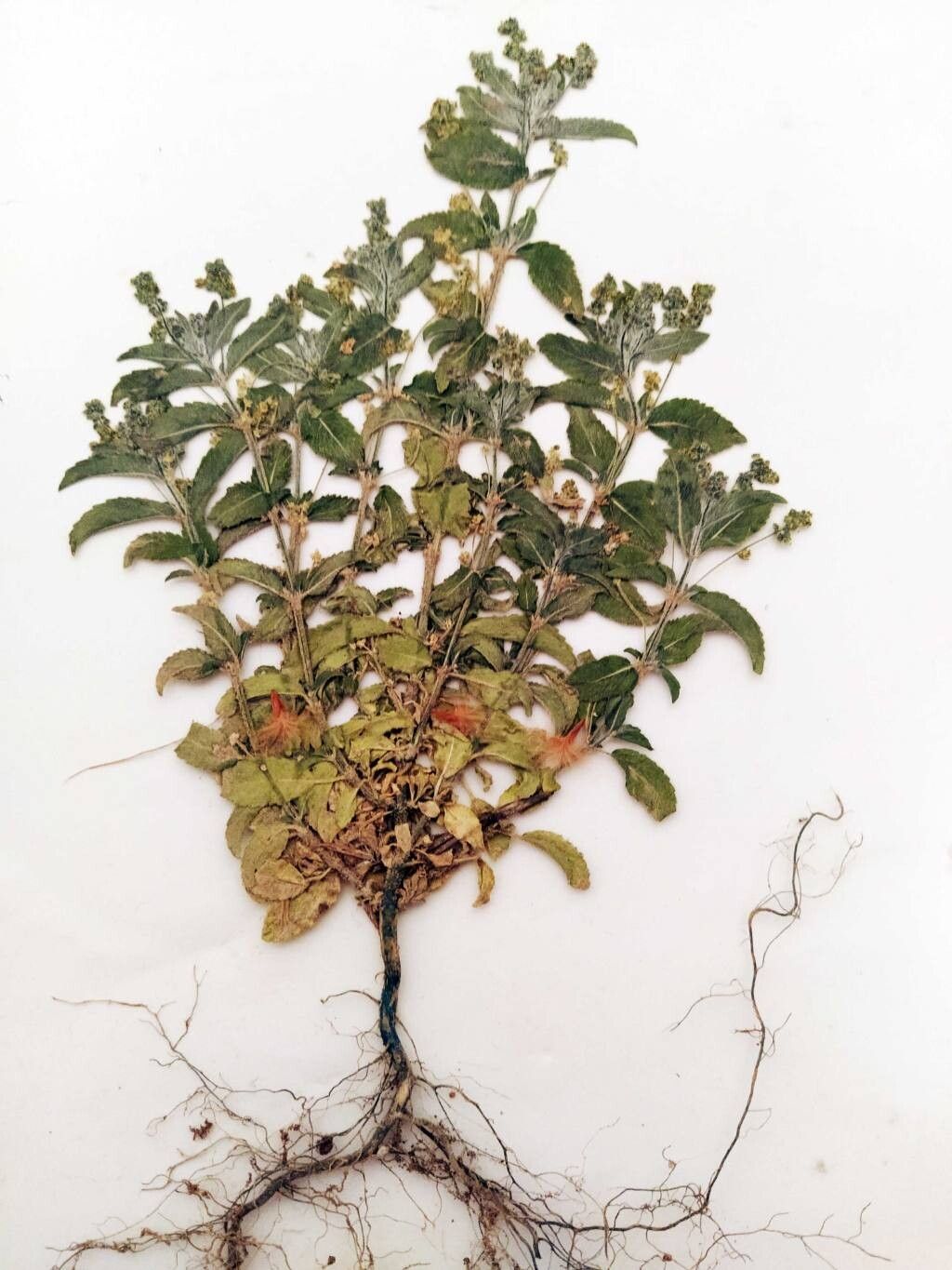 Mercurialis × longifolia leaf