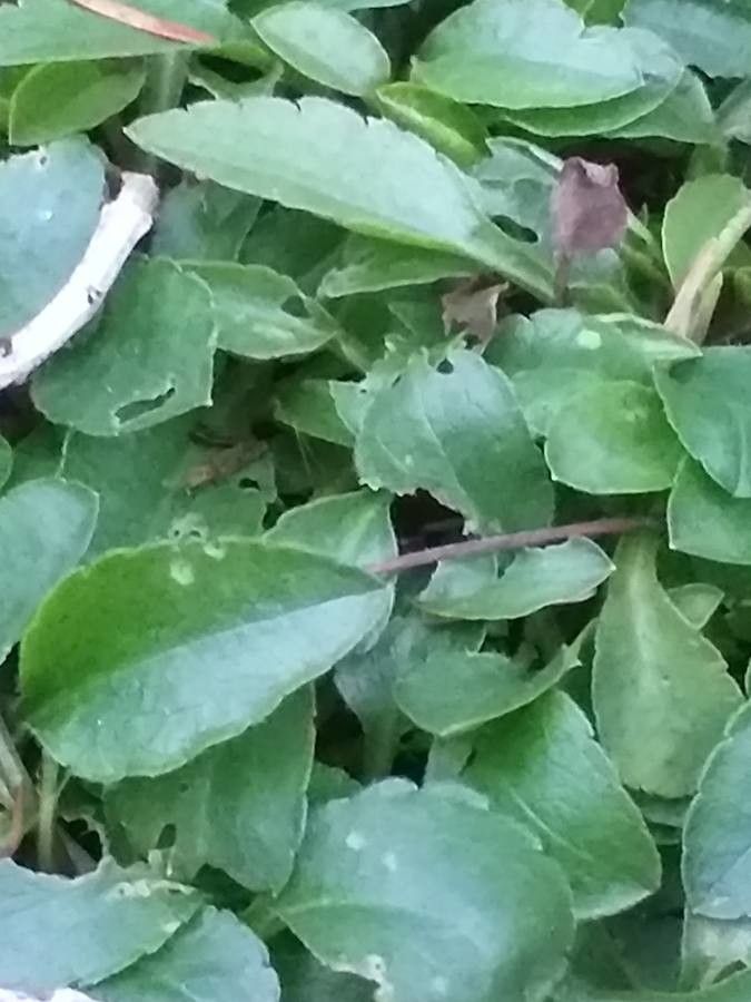 Solidago minutissima — search result for 'Solidago'