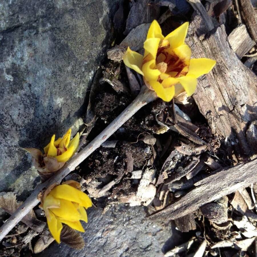 Chimonanthus fragrans flower