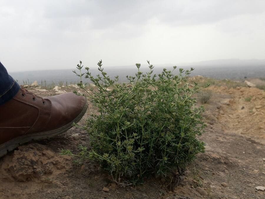 Gymnocarpos decander — related species from the same genus