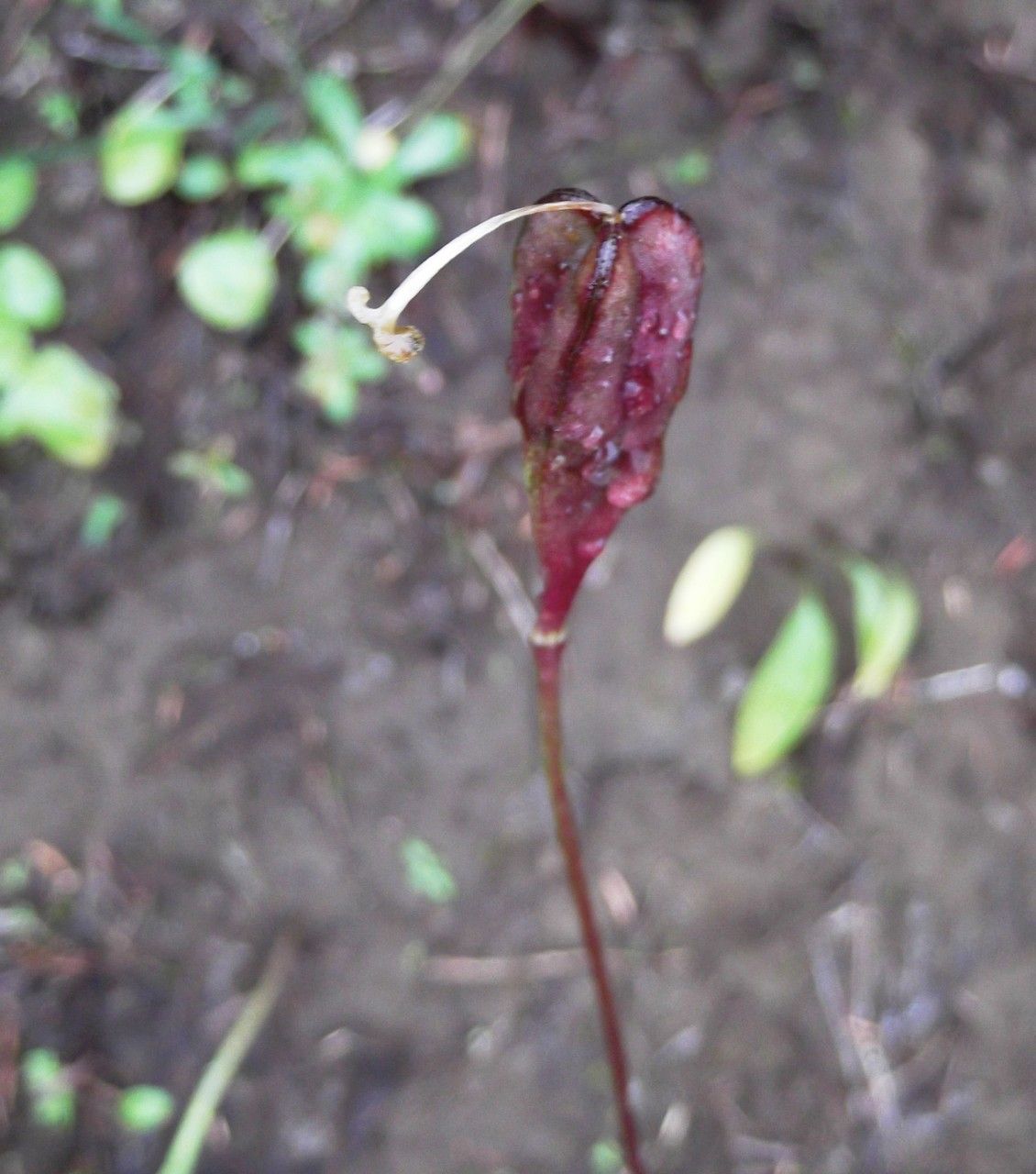 Erythronium montanum fruit