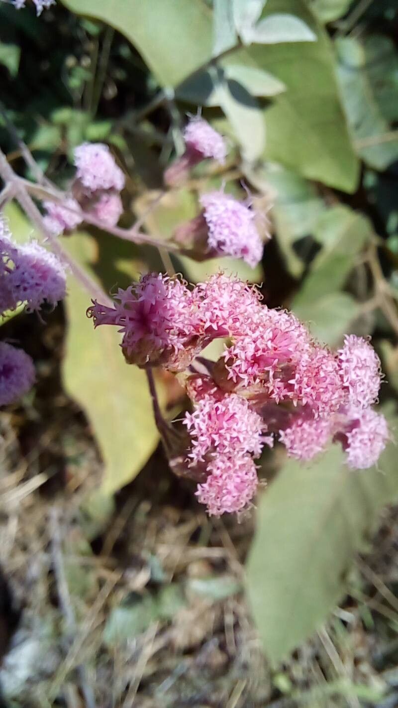 Ayapana amygdalina — related species from the same genus