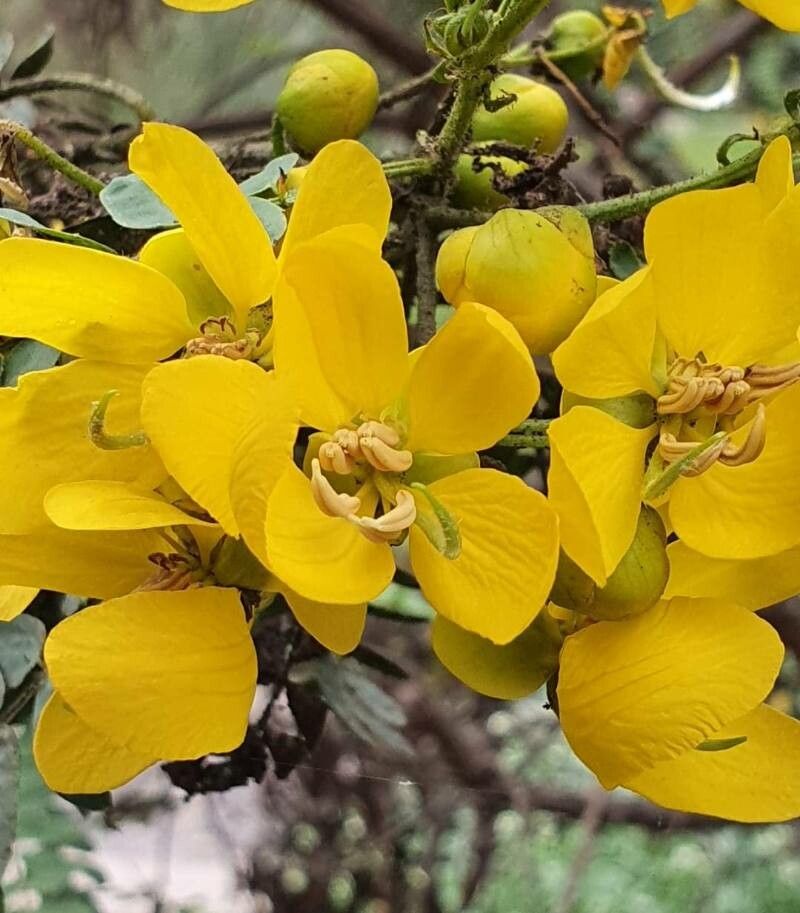 Senna incarnata — search result for 'Senna'