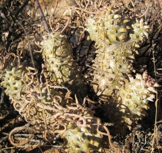 Tylecodon rubrovenosus habit