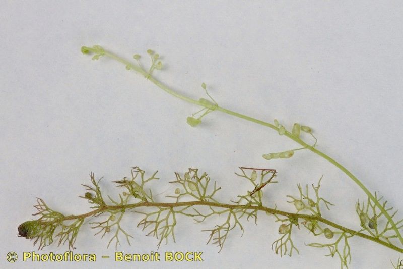 Utricularia ochroleuca other