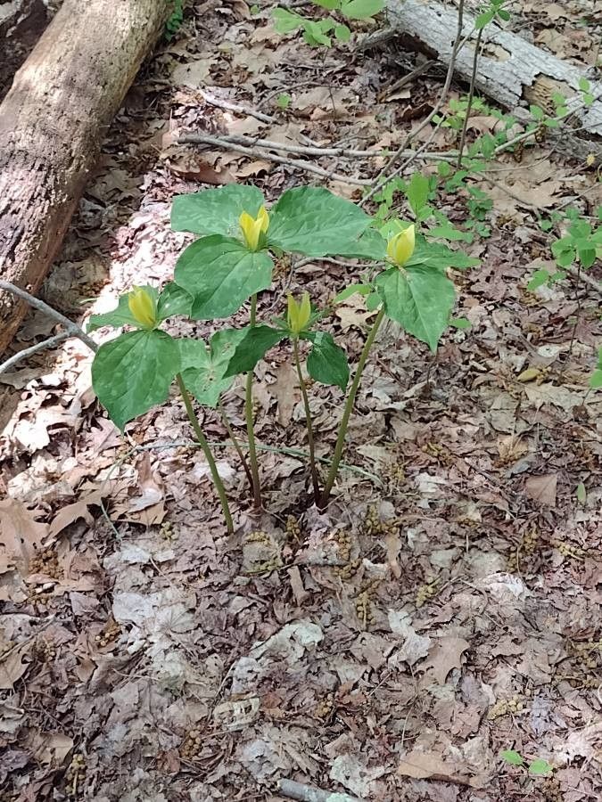 Trillium luteum flower