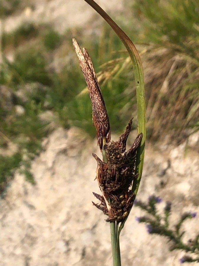 Carex acutiformis fruit