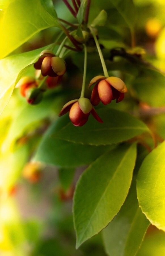Euonymus myrianthus flower