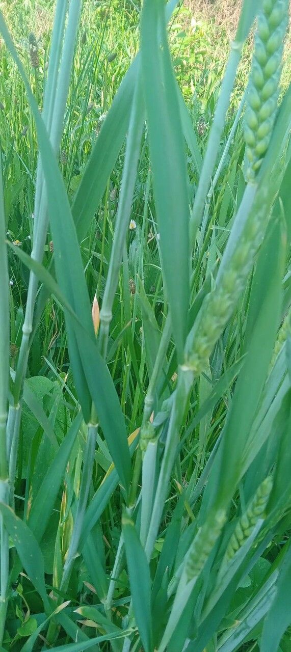 Triticum turgidum — search result for 'The Middle East'