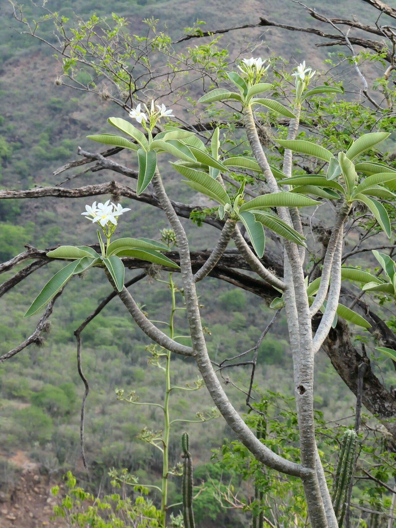 Plumeria inodora habit