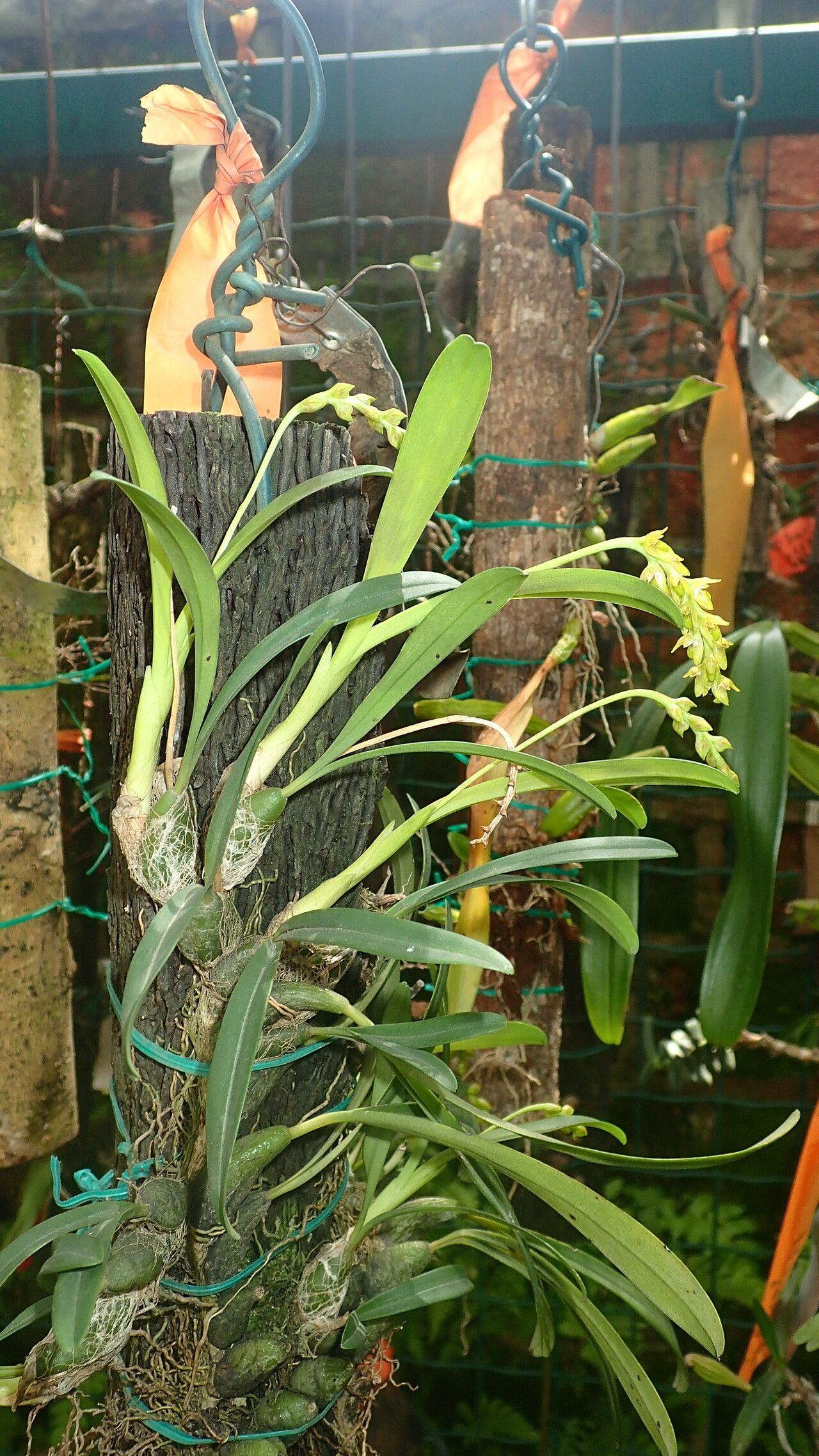 Bulbophyllum liparidioides — houseplant care guide