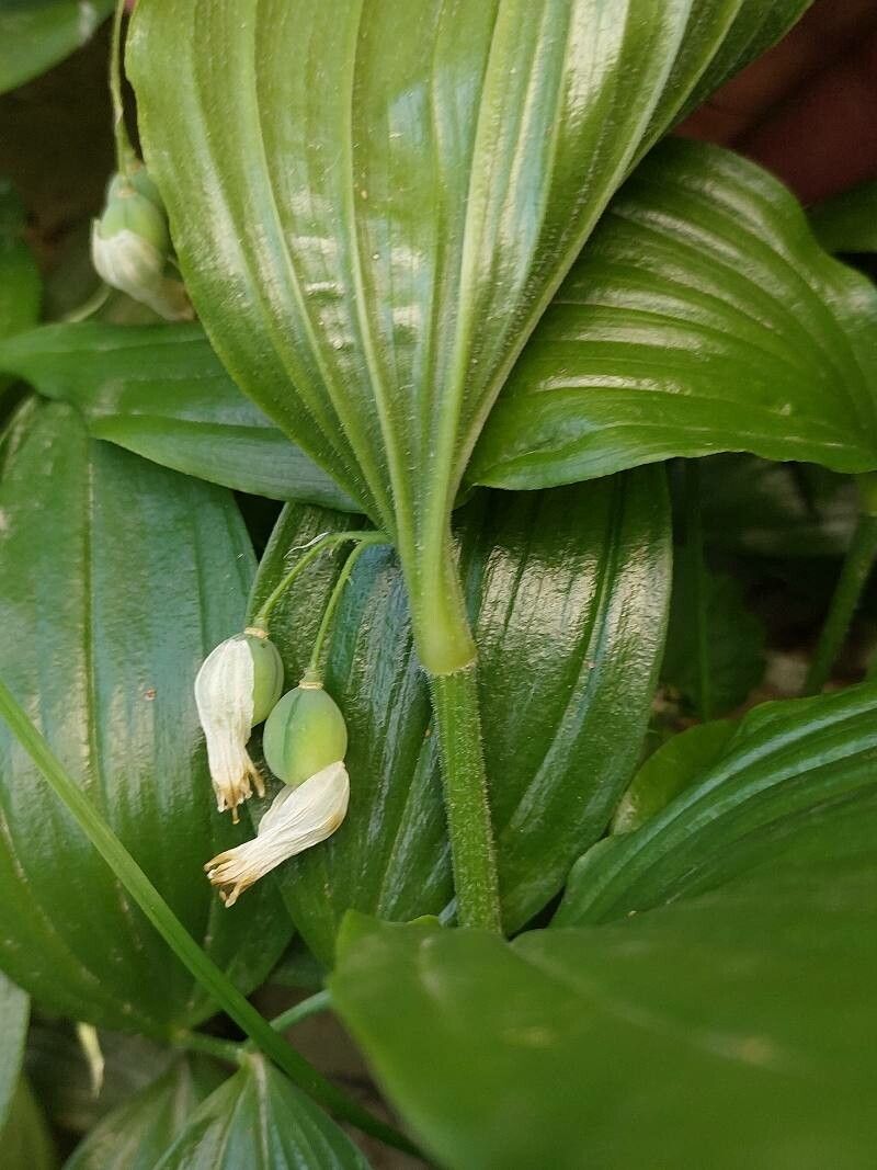 Polygonatum latifolium fruit