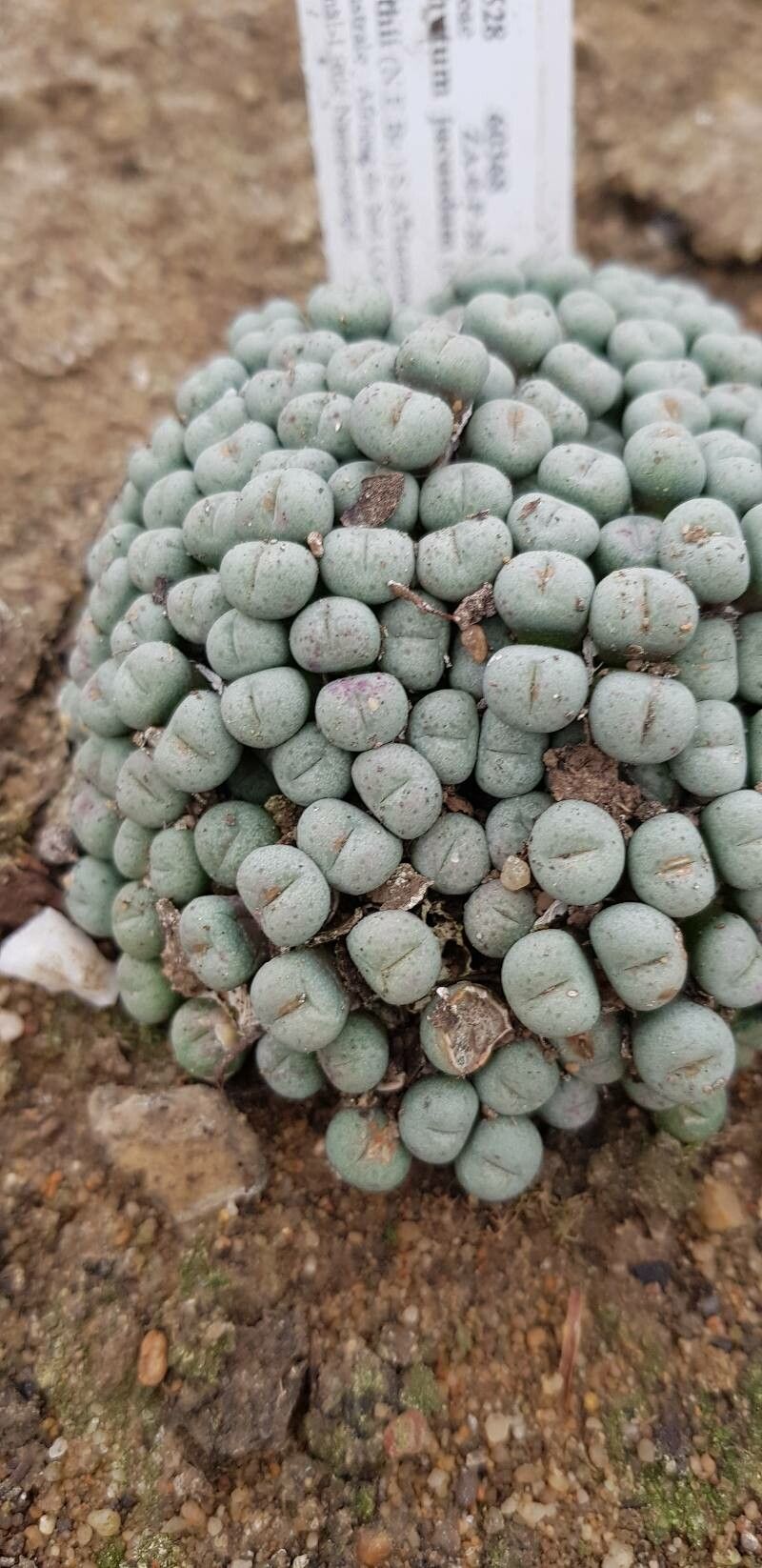 Conophytum jucundum — houseplant care guide