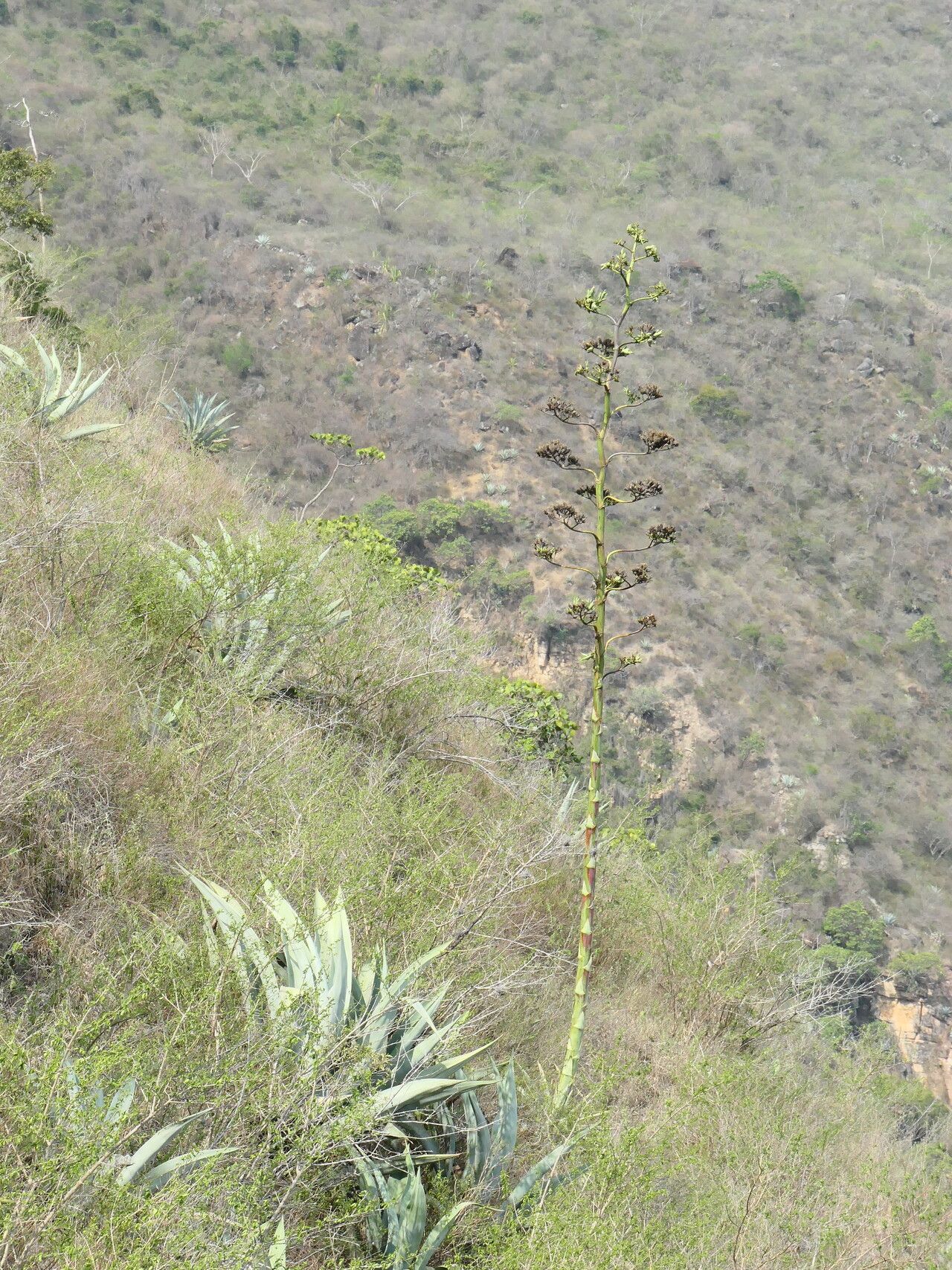 Agave cocui flower
