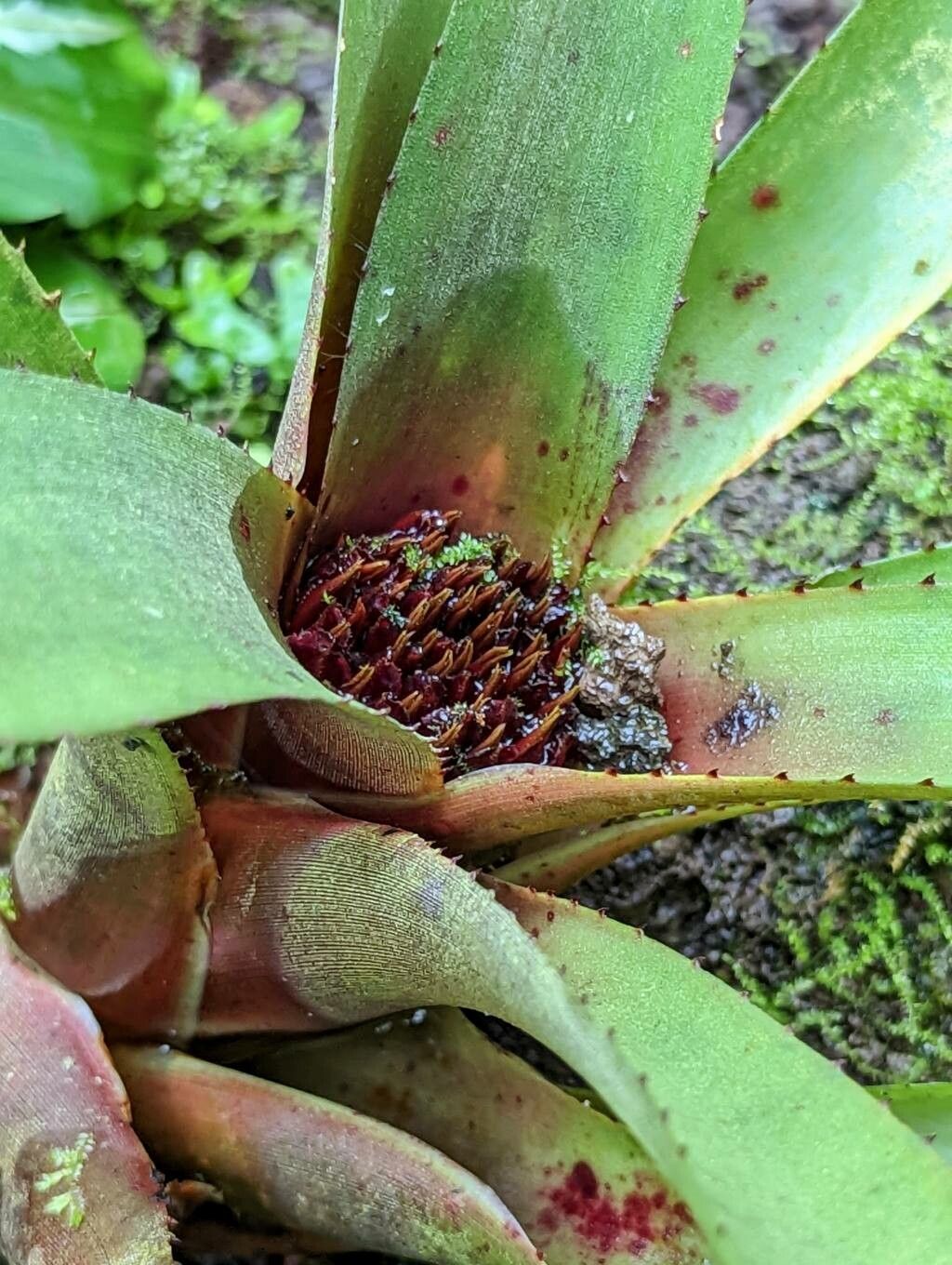 Neoregelia cyanea other
