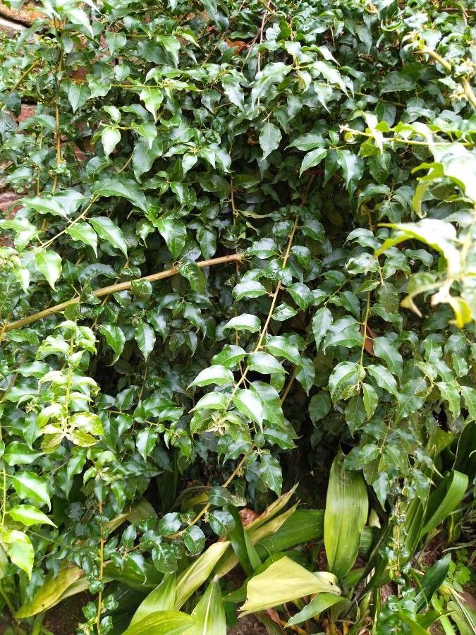 Amborella trichopoda — houseplant care guide