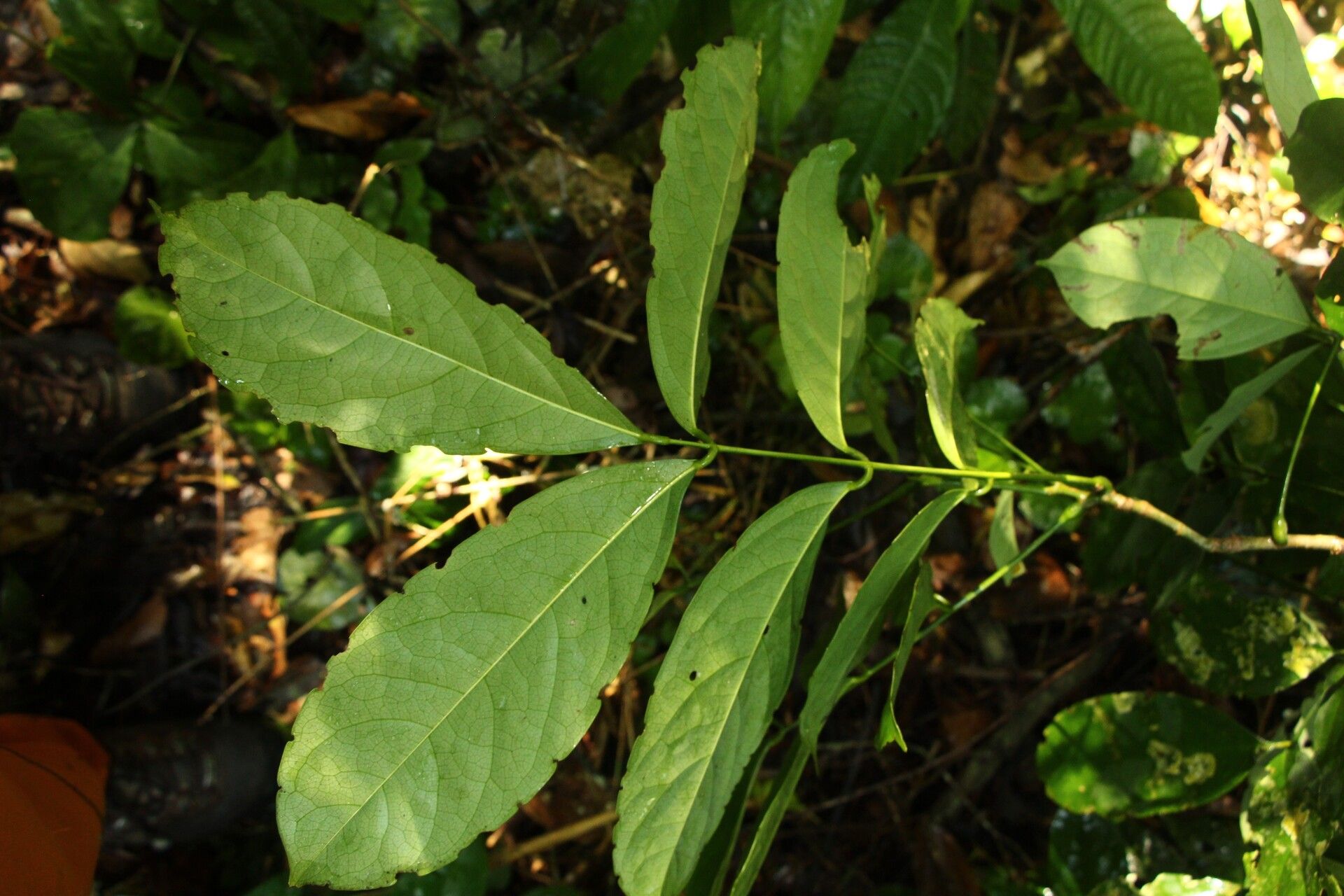 Millettia psilopetala leaf