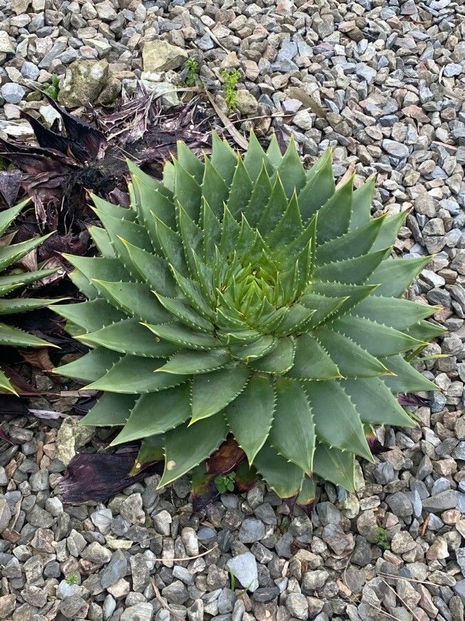 Aloe polyphylla — search result for 'Lesotho'