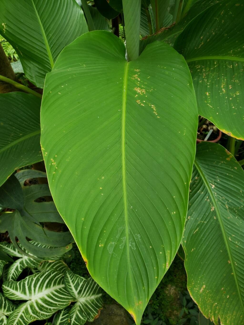 Goeppertia burle-marxii leaf