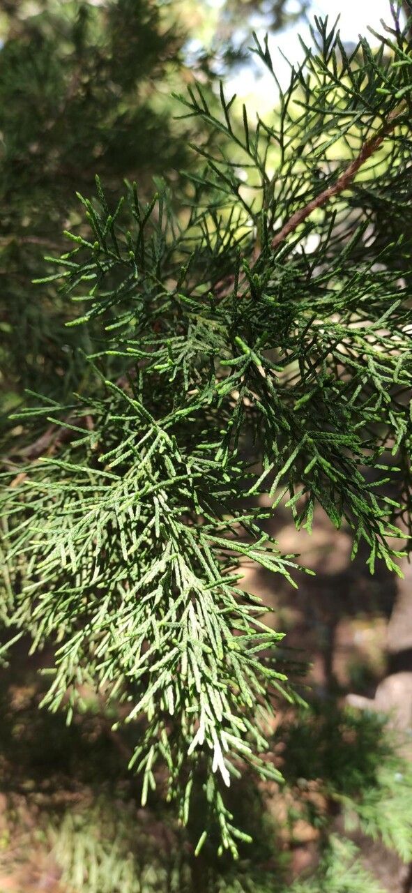 Juniperus bermudiana leaf
