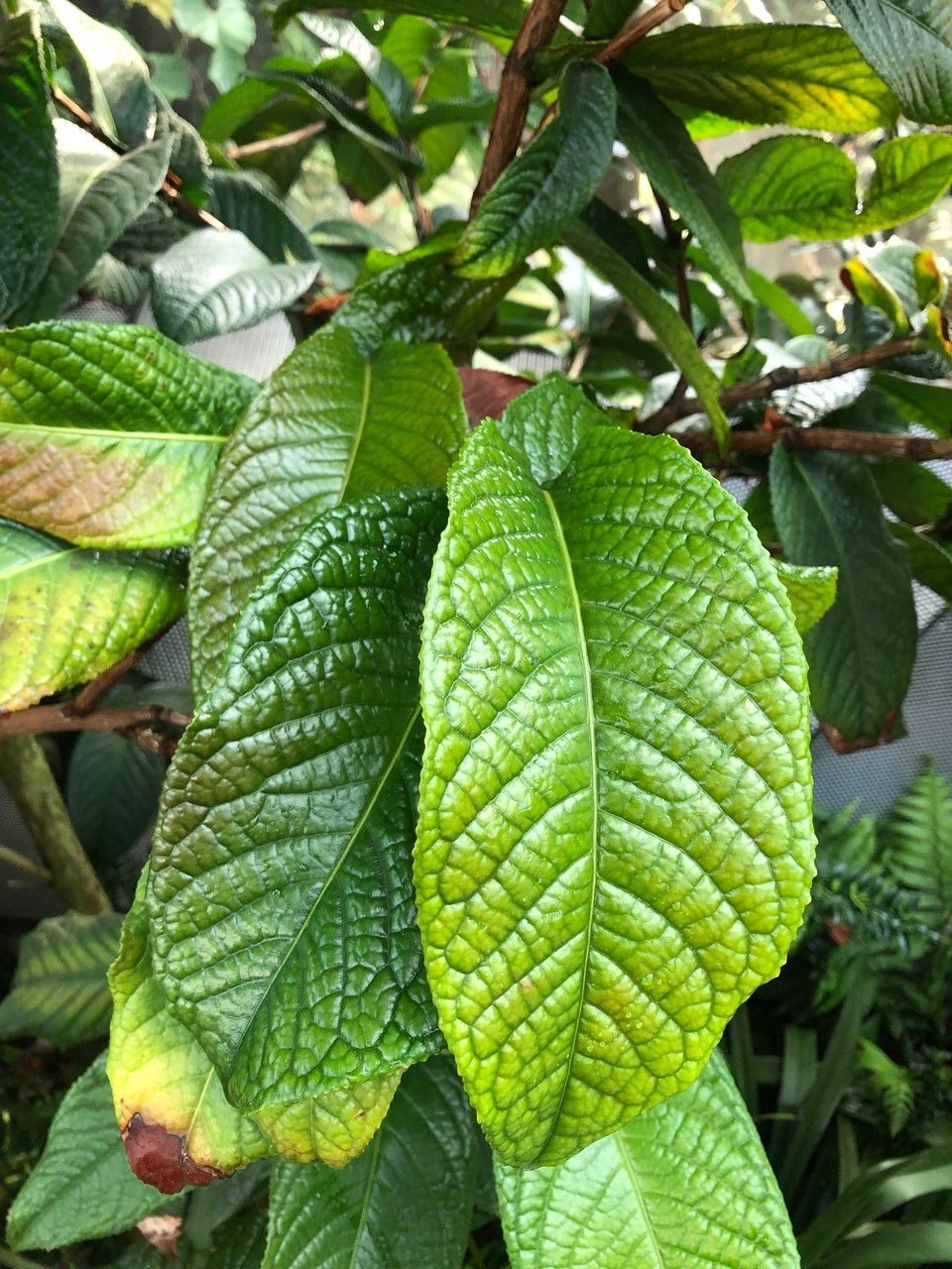 Camellia petelotii leaf