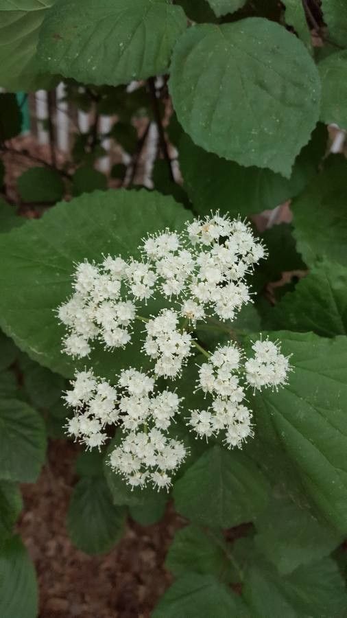 Viburnum recognitum flower