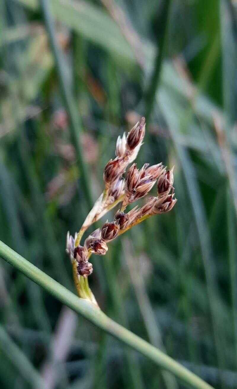 Juncus dichotomus fruit