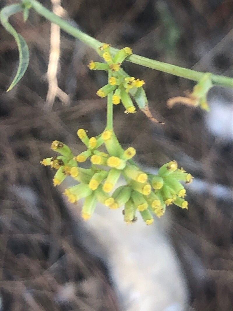 Bupleurum fruticescens flower