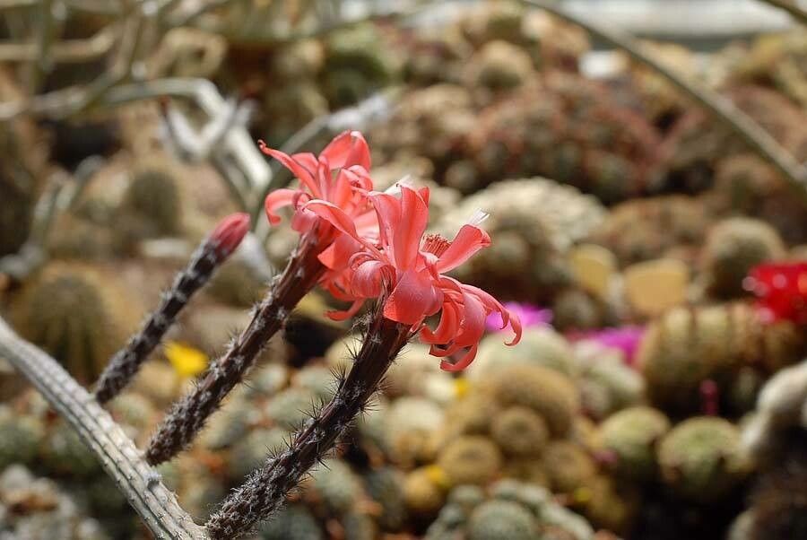 Peniocereus viperinus flower