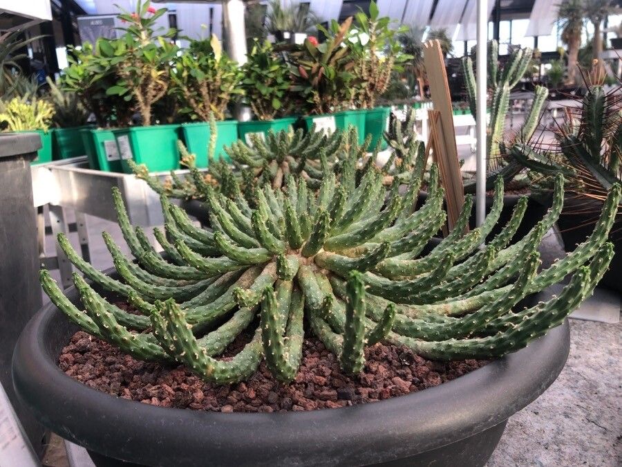 Euphorbia inermis — search result for 'Albania'