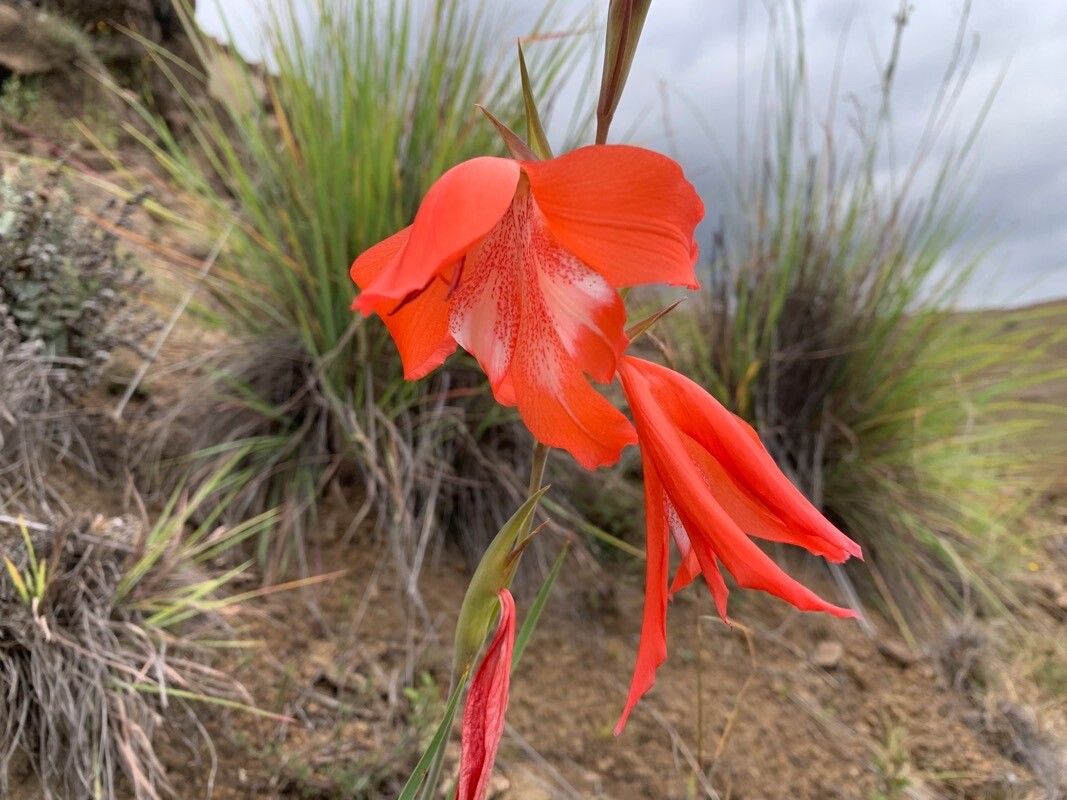 Gladiolus saundersii — search result for 'Gladiolus'