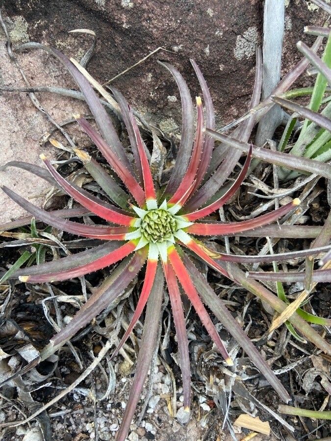 Bromelia balansae leaf