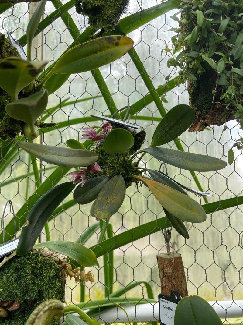 Bulbophyllum infundibuliforme habit