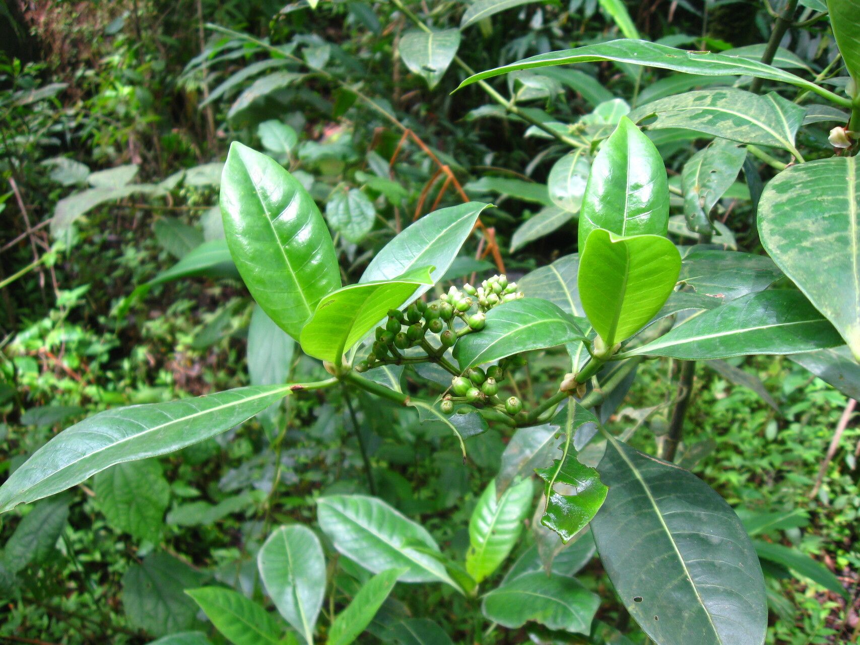 Psychotria succulenta habit