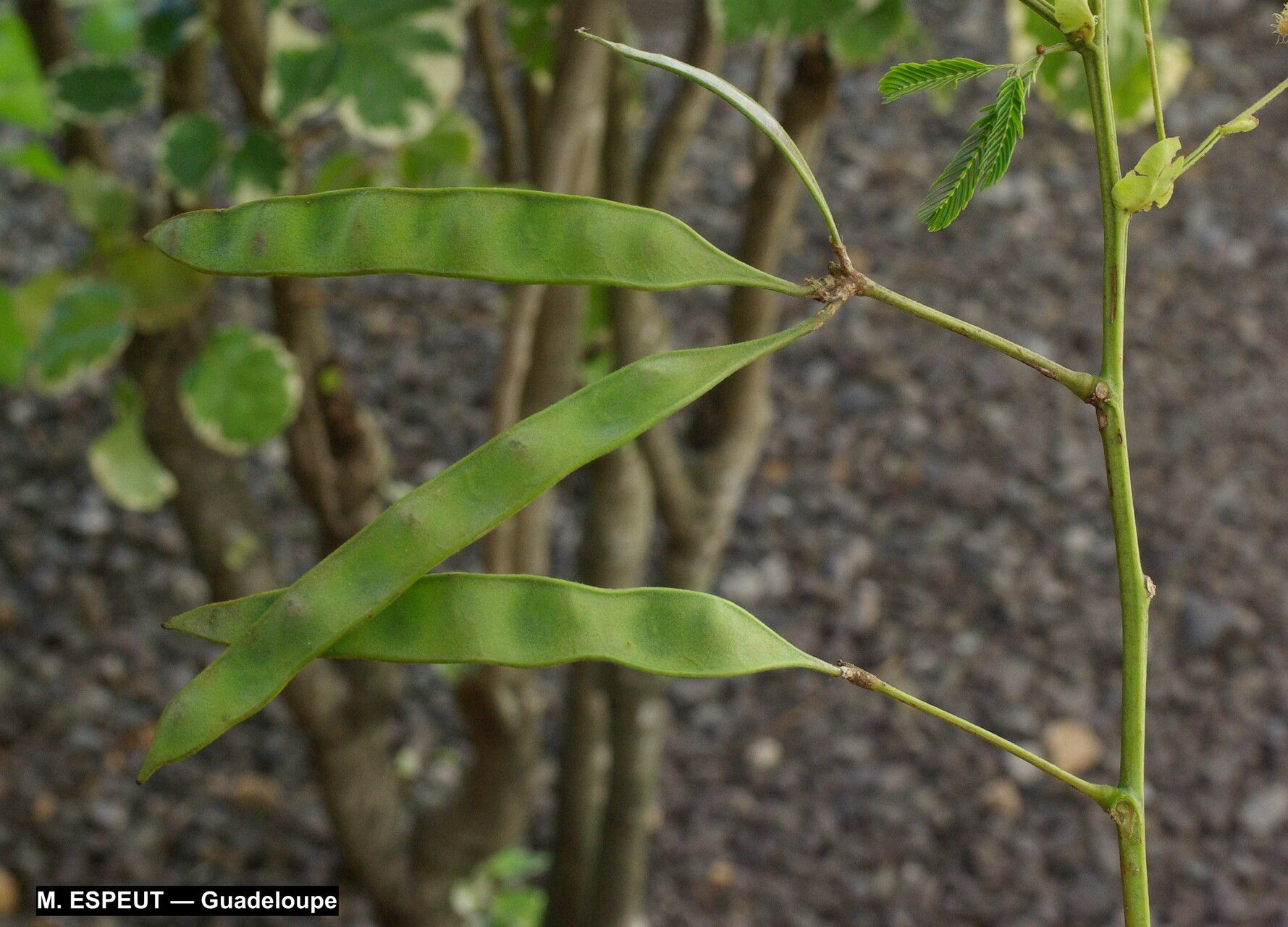 Senegalia tamarindifolia fruit