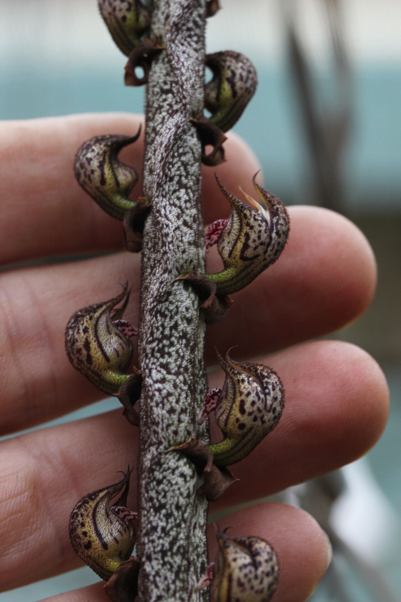 Bulbophyllum purpureorhachis flower