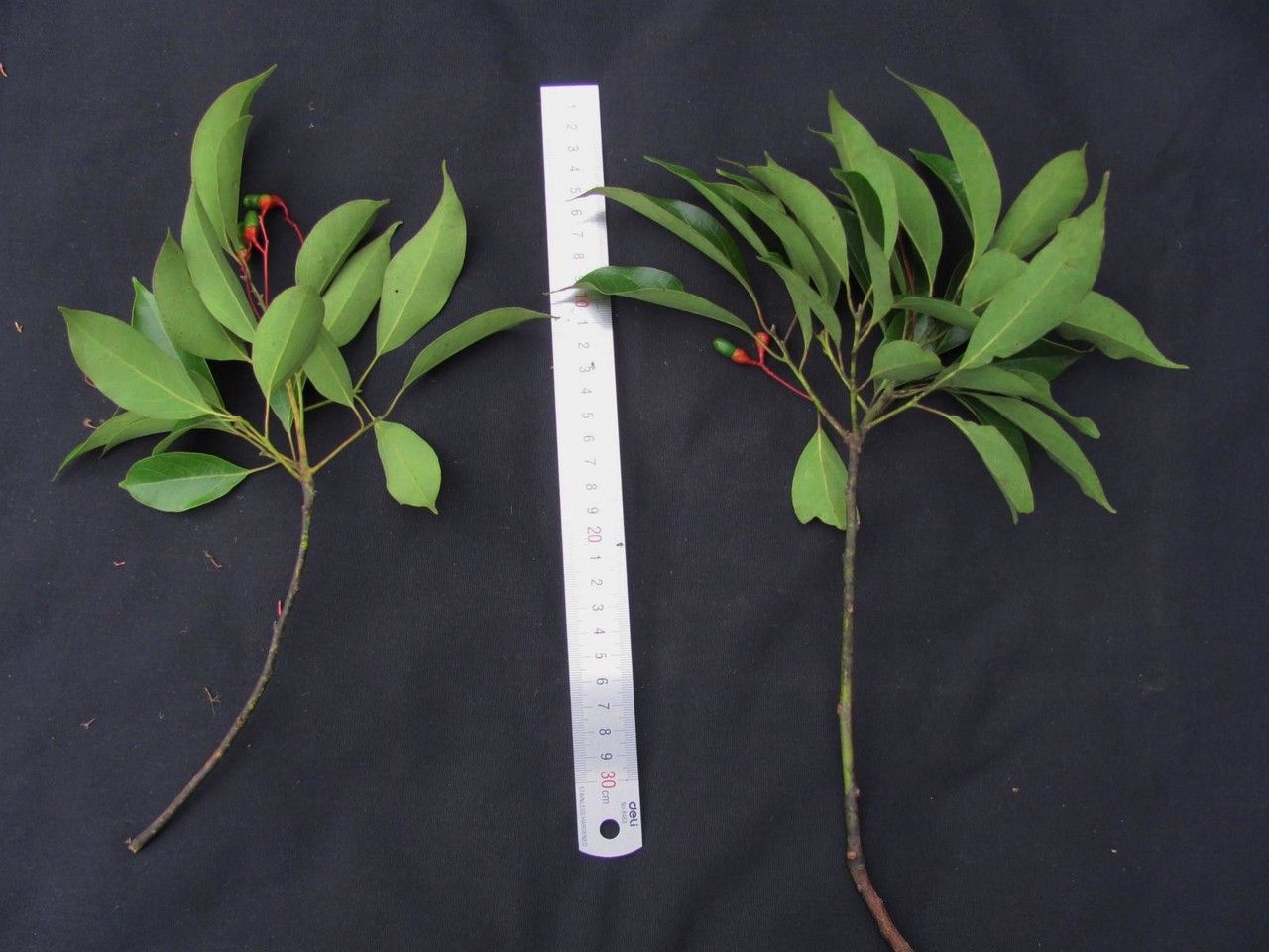 Cinnamomum brenesii fruit