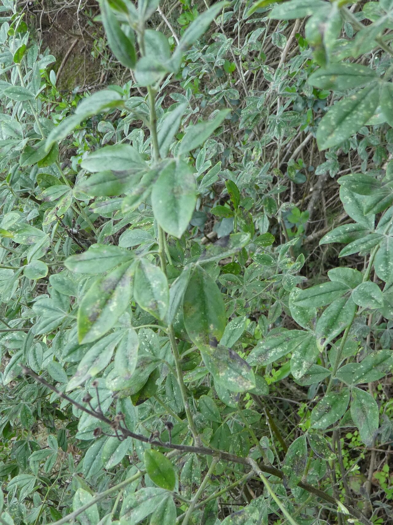 Chamaecytisus triflorus leaf