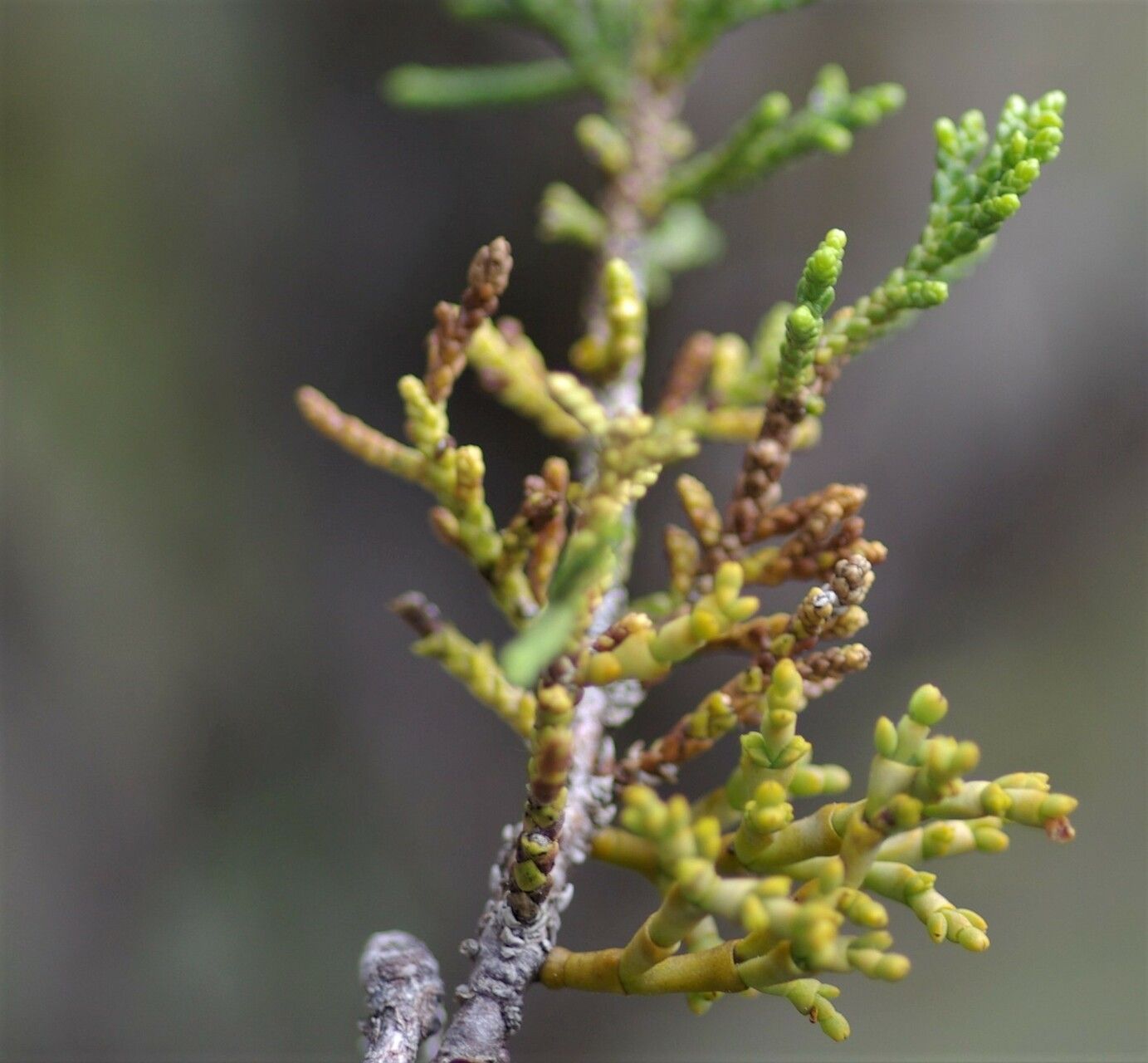 Arceuthobium oxycedri leaf