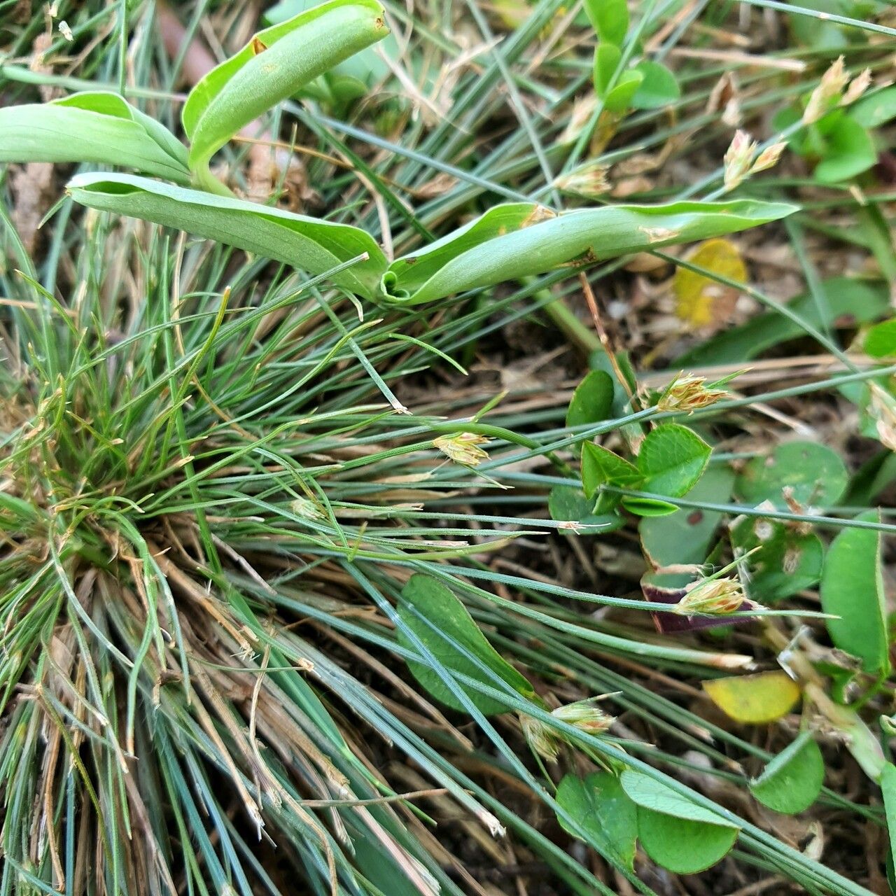 Bulbostylis thouarsii leaf