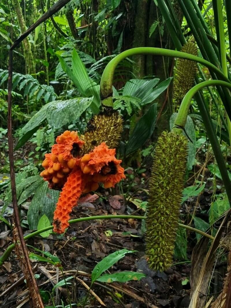 Carludovica palmata flower