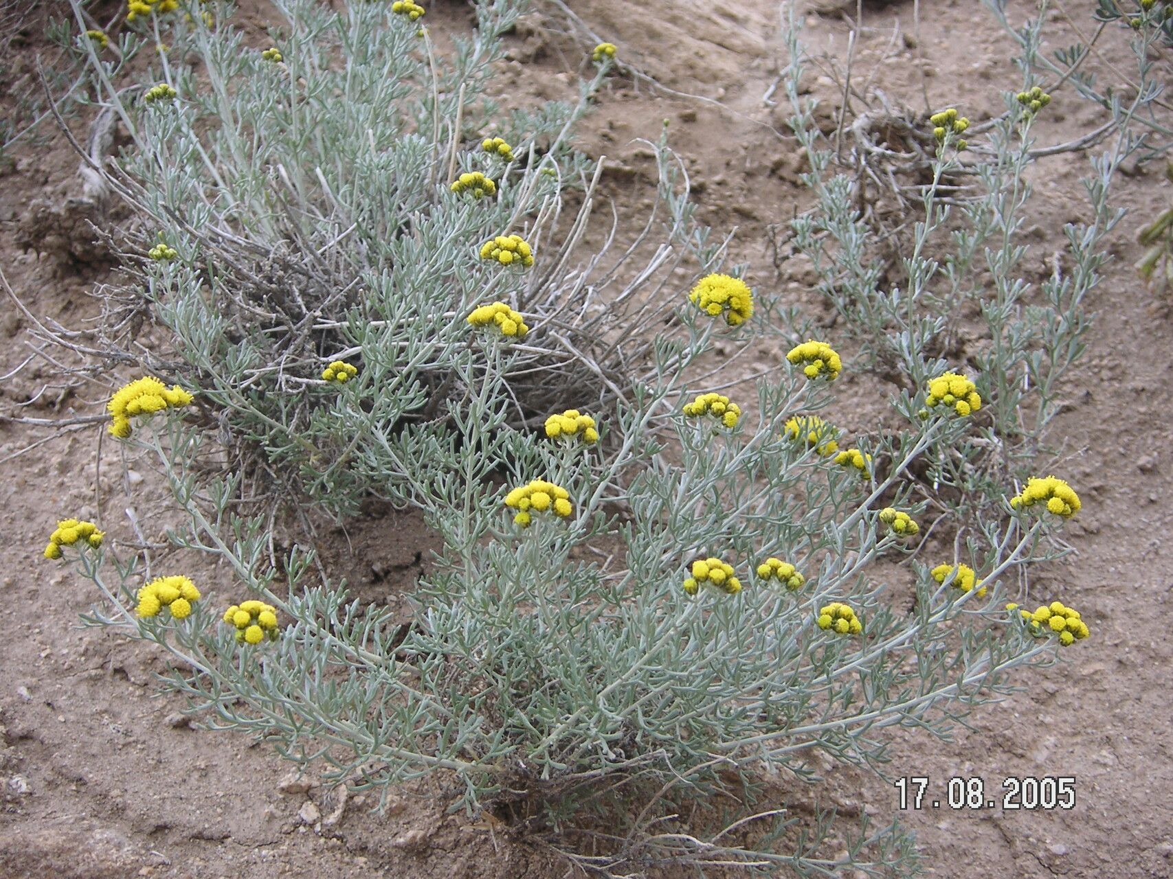 Ajania tibetica — related species from the same genus