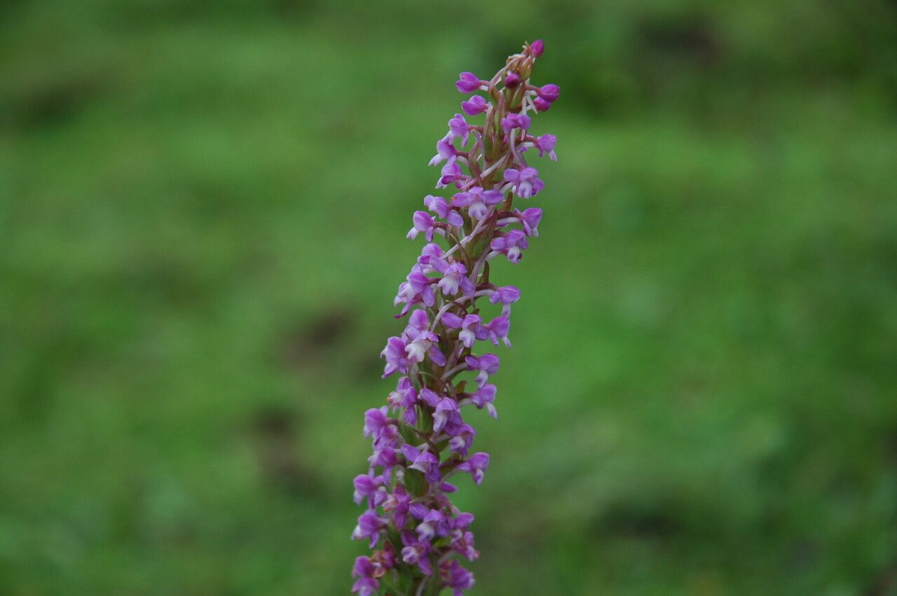 Gymnadenia orchidis flower