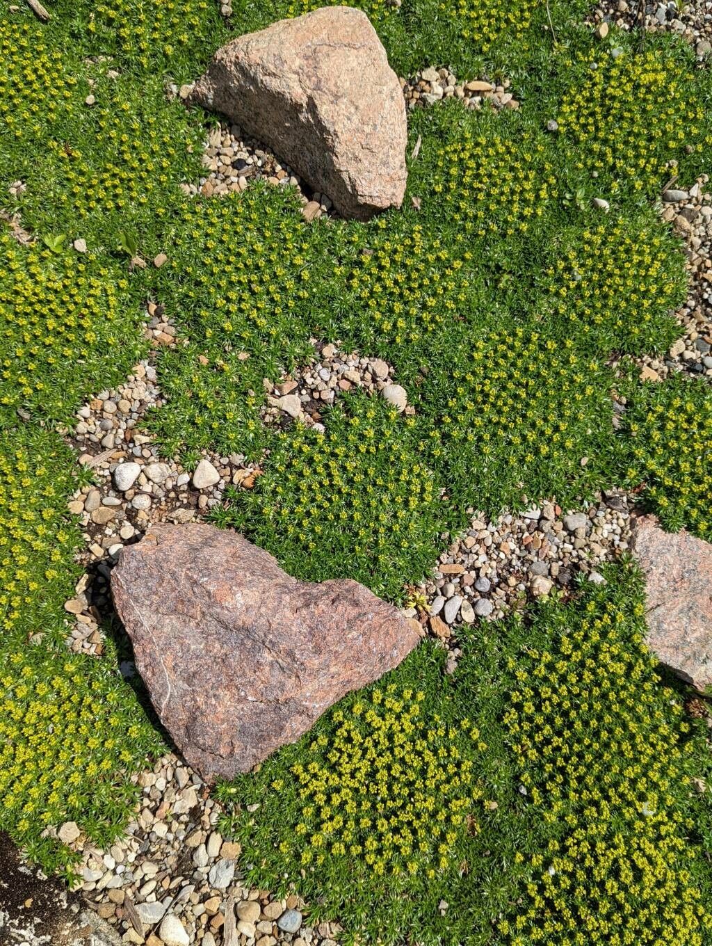 Azorella trifurcata habit