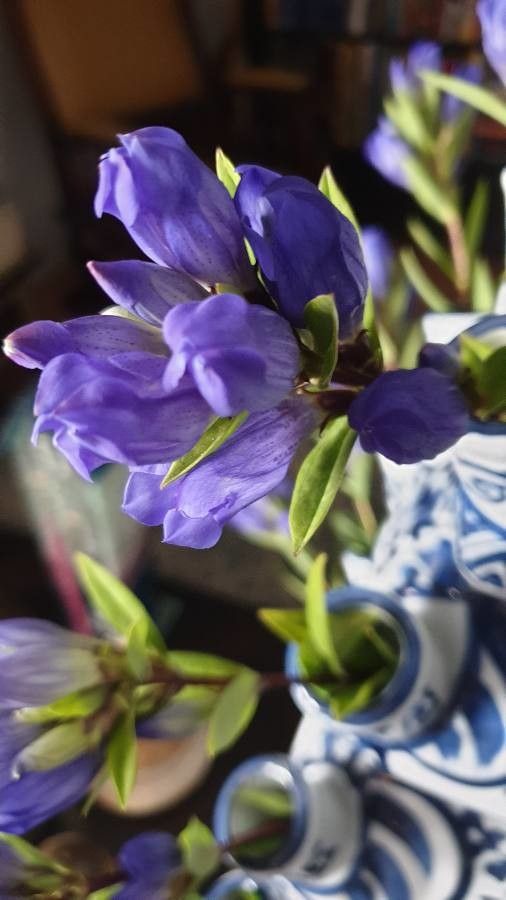 Gentiana triflora flower