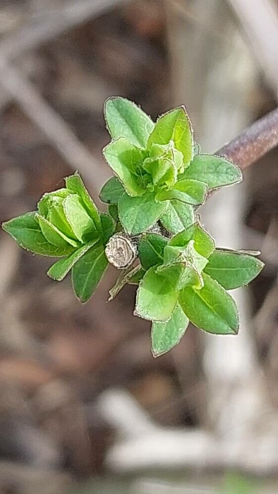 Lonicera rupicola leaf