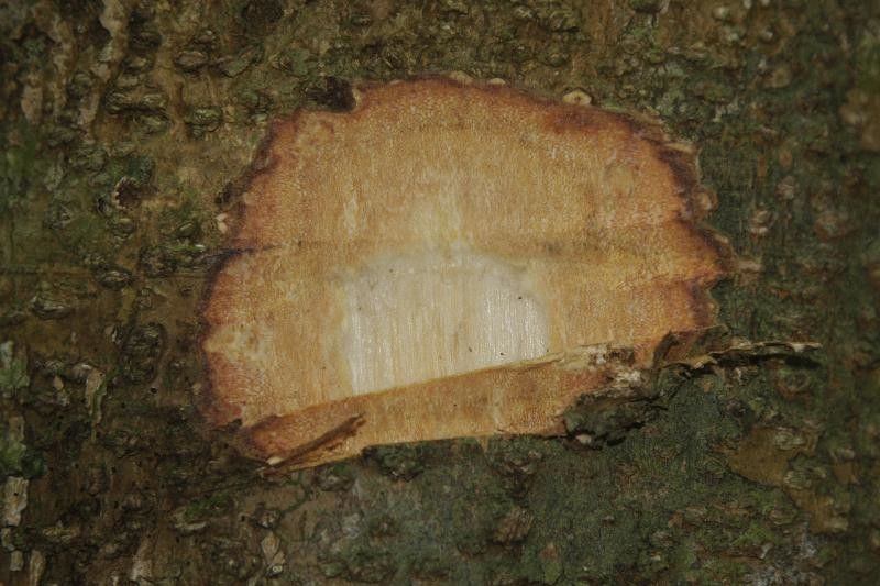 Ormosia paraensis other