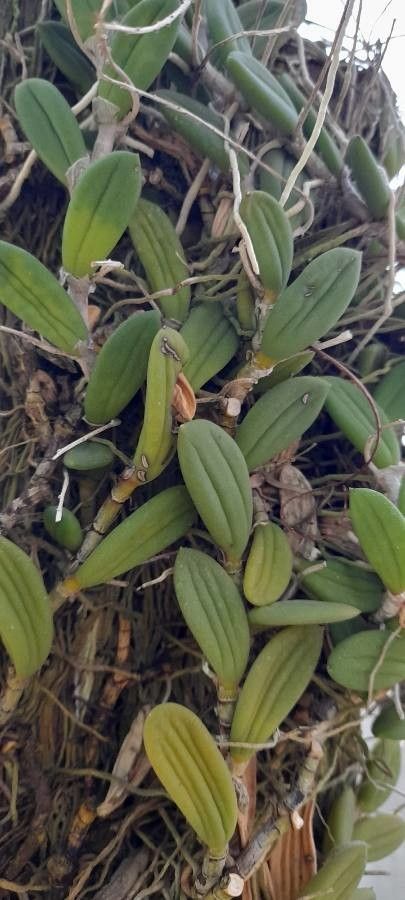 Dendrobium linguiforme — search result for 'Orchidaceae'